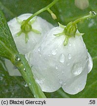 Adenophora liliifolia (dzwonecznik wonny)