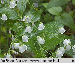 Adenophora liliifolia (dzwonecznik wonny)