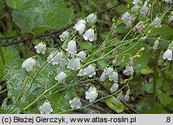 Adenophora liliifolia (dzwonecznik wonny)