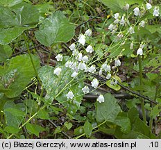 Adenophora liliifolia (dzwonecznik wonny)