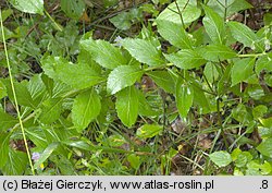 Adenophora liliifolia (dzwonecznik wonny)