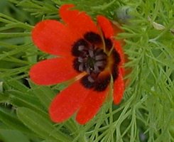 Adonis aestivalis (miłek letni)