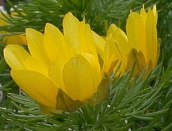 Adonis vernalis