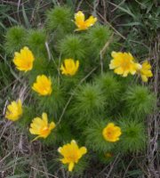 Adonis vernalis