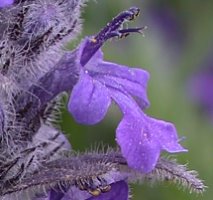 Ajuga genevensis