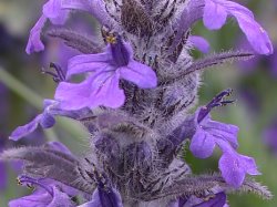 Ajuga genevensis