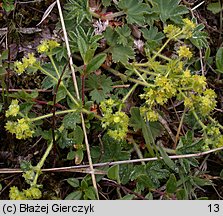 Alchemilla glaucescens (przywrotnik kosmaty)