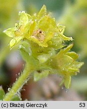 Alchemilla glaucescens (przywrotnik kosmaty)