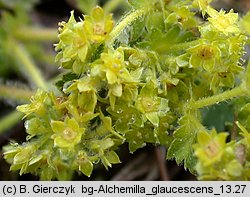 Alchemilla glaucescens (przywrotnik kosmaty)