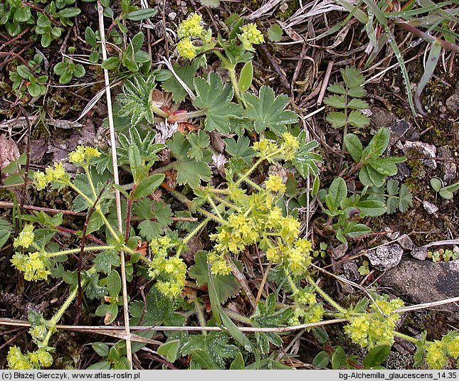 Alchemilla glaucescens (przywrotnik kosmaty)