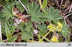 Alchemilla glaucescens (przywrotnik kosmaty)