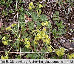 Alchemilla glaucescens (przywrotnik kosmaty)