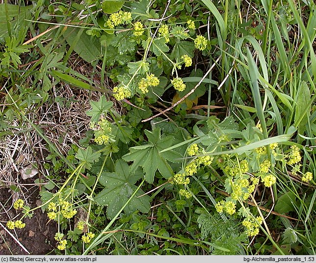 Alchemilla monticola (przywrotnik pasterski)