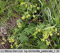 Alchemilla monticola (przywrotnik pasterski)