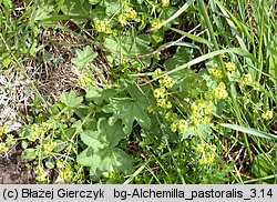 Alchemilla monticola (przywrotnik pasterski)