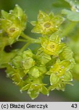 Alchemilla monticola (przywrotnik pasterski)