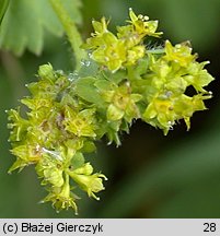 Alchemilla monticola (przywrotnik pasterski)