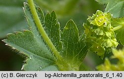 Alchemilla monticola (przywrotnik pasterski)