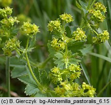 Alchemilla monticola (przywrotnik pasterski)