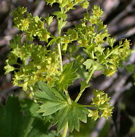 Alchemilla xanthochlora