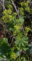 Alchemilla xanthochlora