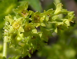 Alchemilla xanthochlora