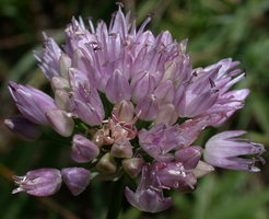 Allium senescens ssp. montanum (czosnek skalny)