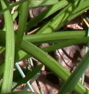 Allium senescens ssp. montanum (czosnek skalny)