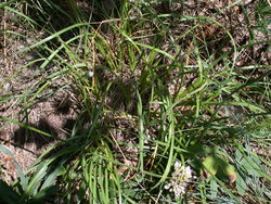 Allium senescens ssp. montanum (czosnek skalny)