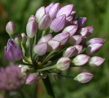 Allium senescens ssp. montanum (czosnek skalny)