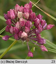 Allium rotundum (czosnek kulisty)