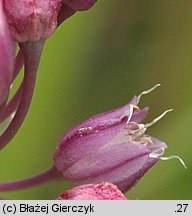 Allium rotundum (czosnek kulisty)