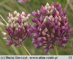 Allium rotundum (czosnek kulisty)