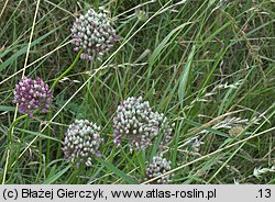 Allium rotundum (czosnek kulisty)