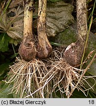 Allium scorodoprasum (czosnek wÄ™Å¼owy)