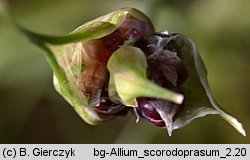 Allium scorodoprasum (czosnek wężowy)