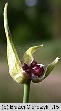 Allium scorodoprasum (czosnek wężowy)