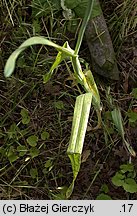 Allium scorodoprasum (czosnek wężowy)