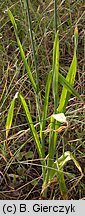 Allium scorodoprasum (czosnek wężowy)