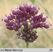 Allium vineale (czosnek winnicowy)