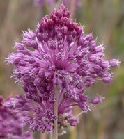 Allium vineale