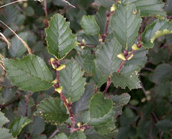 Alnus viridis (olsza zielona)