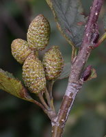 Alnus viridis (olsza zielona)