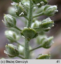 Alyssum alyssoides (smagliczka kielichowata)