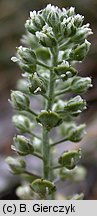 Alyssum alyssoides (smagliczka kielichowata)