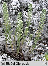 Alyssum alyssoides (smagliczka kielichowata)