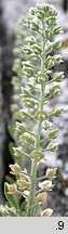 Alyssum alyssoides (smagliczka kielichowata)