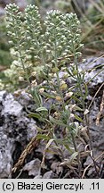 Alyssum alyssoides (smagliczka kielichowata)