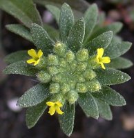 Alyssum alyssoides (smagliczka kielichowata)