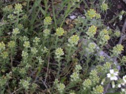 Alyssum alyssoides (smagliczka kielichowata)